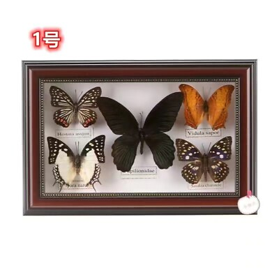 #ad Real Insect Butterfly Pack of 5 specimen Already framed in a picture frame $22.90