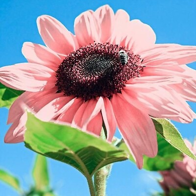 #ad 20 Seeds Pink Sunflowers Rare Planting Sunflower Garden Bonsai Flower organic $3.76
