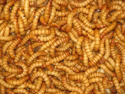 #ad Live Giant Mealworms Free Shipping Live Arrival Guarantee $119.99