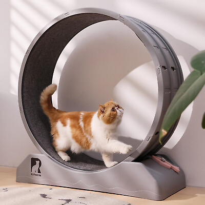 #ad Cat Exercise Wheel Interactive Cat Treadmill Running Toy Pet Fitness Sport Wheel $76.99
