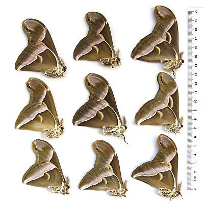 #ad 9 pcs unmounted real insect butterfly silkworm moth Philosamia cynthia #T2 $55.00