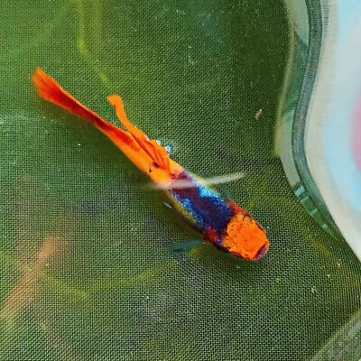#ad Pack Of 10 Live Tuxedo Red Koi Guppy Fry Live Freshwater Fish Buy 2 Get 1 Free $32.95