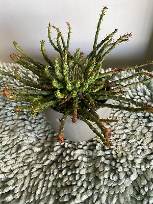 #ad Large Rare Euphorbia Flanagani Medusa Head Live Plant $35.00