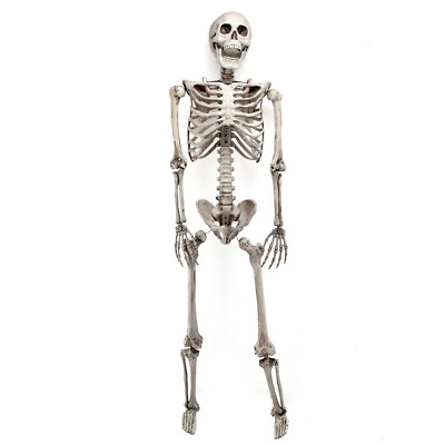#ad 5.6ft Halloween Skeleton Full Life Size Human Skull Party Tricky Haunted Props $47.99