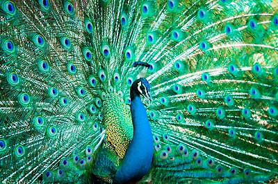 #ad Beautiful Peacock canvas Printed on Canvas Bird canvas Feathers Canvas Print $139.99
