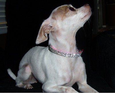 Small Pink Swarovski Crystal Rhinestone Dog Collar Fits 8 12quot; Necks $19.99