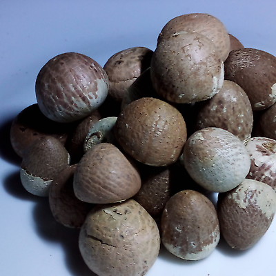 #ad Areca Organic Betel Dried Nut Ceyloan Organic Fresh Products Free Shipping 100g $97.00