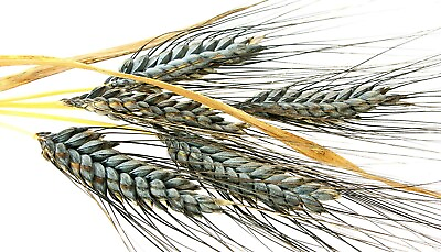 #ad 200 Einkorn Wheat Seeds Heirloom Organic Non Gmo THE NEW OLD WHEAT $4.80