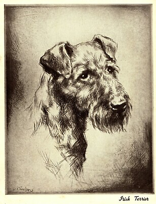 #ad 1930s Antique IRISH TERRIER Dog Print Nicholson Irish Terrier Illustration 3404C $16.16