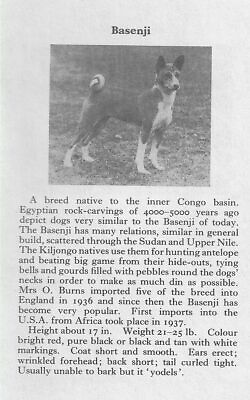 #ad Basenji 1970 Vintage Dog Art Photo Print Matted GIFT $12.50