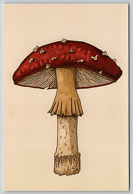 #ad Postcard Red Mushroom Botanical Print Nature Vintage Style Fungus $7.99