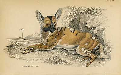#ad Antique Print Natural history An African wild dog Smith Lizars 1840 $67.50