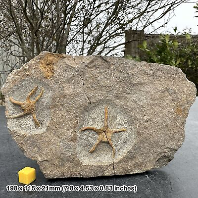 #ad Fossil Brittle Star Ophiuroids Serpent Stars Echinoderms Starfish Fossil Sea GBP 72.00