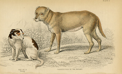 #ad Antique Print Natural history An Alco and an Indian Dog Smith Lizars 1840 $67.50