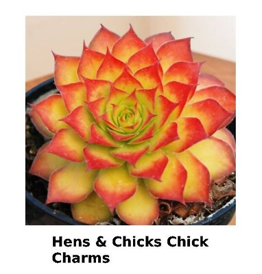 #ad Hens amp; Chicks Chick Charms Gold Nugget in 2.5quot;Pot. Houseplant Sempervivum Hybrid $49.95