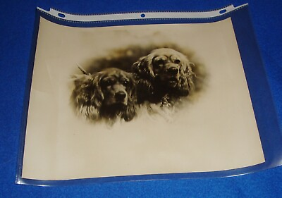 #ad Vintage Photograph 1930#x27;s Dog Show Press Photograph 8quot; X 10quot; Cocker Spaniels $25.49