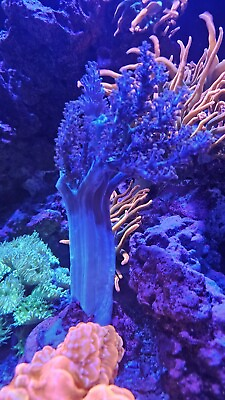 #ad Blue Pineapple Tree Coral Live Coral QCR Queen City Reefs Soft Coral $24.99