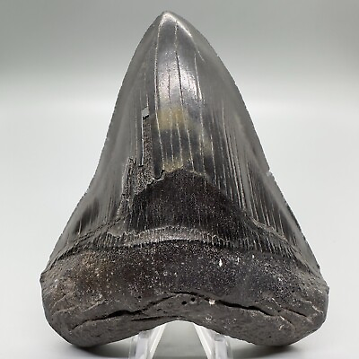 #ad Nice Looking Large Serrated 5.03quot; Fossil MEGALODON Shark Tooth USA $299.00