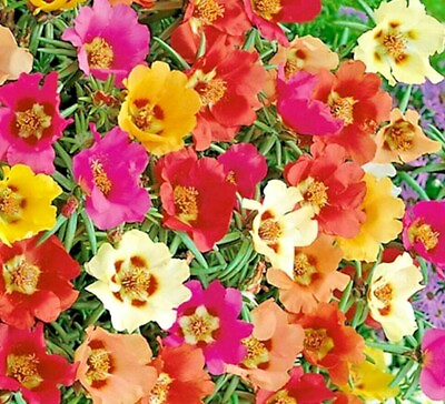 #ad 3000 MOSS ROSE GRANDIFLORA SEEDS SPRING MIX FLOWERS GROUNDCOVER BUTTERFLIES USA $3.49