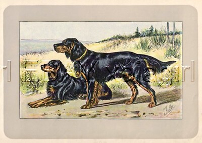 #ad DOG Gordon Setter Rare Antique 100 Year Old French Dog Print $49.95