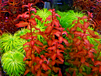#ad Ludwigia Senegalensis RARE Premium Live Aquarium Plants 3 5 Stems Cuttings $24.78