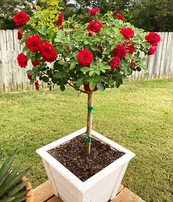 #ad 🔴Rare Rose “True Love” Tree Live Plants Red Roses Bare Root 3 YO Blooming $89.10