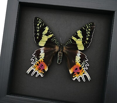 #ad Large Female Sunset Moth 3.5quot; Wingspan Urania rhipheus xxl Framed Moonlight $69.99