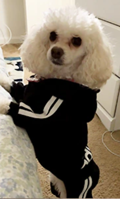 4 Leg Pet Dog Clothes Cat Puppy Coat Sports Hoodies Warm Sweater Jacket Clothing $6.49