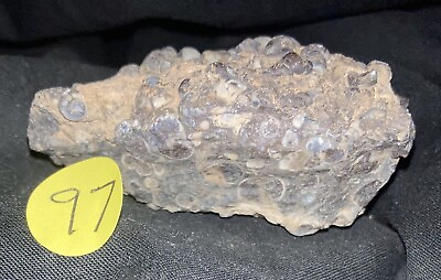#ad Snail Fossil Turritella Agate 3d 4 Oz Stone $35.00
