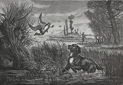 #ad DOG German Longhaired Pointer Munsterlander Duck Hunting 1870s Antique Print $99.95