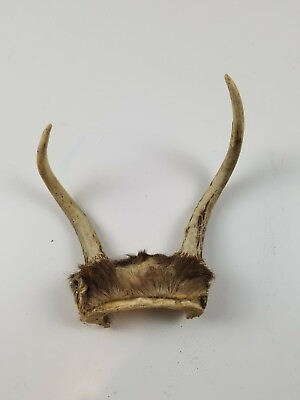 Two Antler Rack Attached to Skull Deer Dog Chew Durable Strong Chewers $35.54