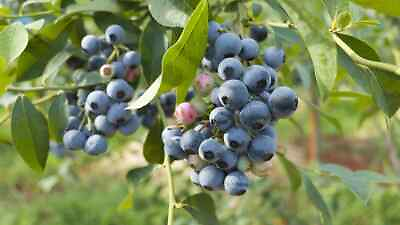 #ad 1 Elliott Northern Highbush Blueberry 2 Year Old Plants Quart Size Plant $27.95