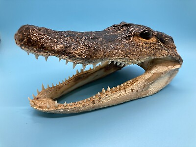 #ad Jumbo 8 9quot; Alligator Head From Genuine Louisiana Gator $18.00