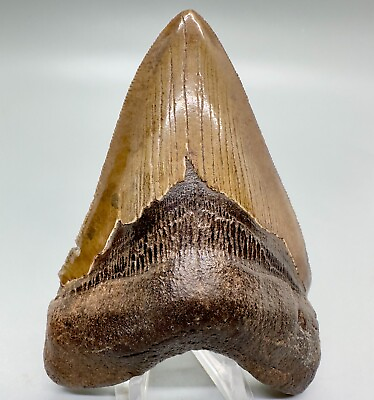 #ad Amazing Shape Color Sharply Serrated 4.32quot; Fossil MEGALODON Tooth USA $299.00