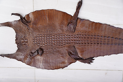 #ad Dark Brown Real Crocodile Alligator Skin Leather Hide Exotic Pelt taxidermy $109.65
