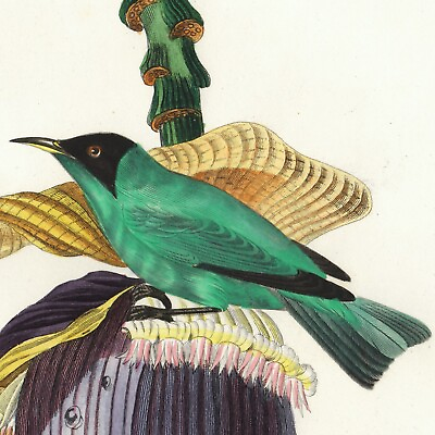 #ad 1842 Descourtilz Hand Colored Bird Engraving Oiseaux: #x27;Grimpereau Pinson#x27; $59.99