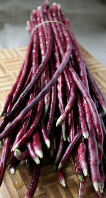 #ad 15 Purple red Yard Long Bean seeds Asian Chinese Noodle Bean String beans USA $2.99