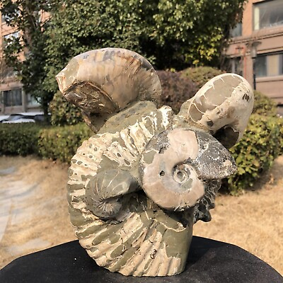 #ad 6370G TOP Natural Beautiful ammonite fossil conch Crystal specimen healing 223 $320.00