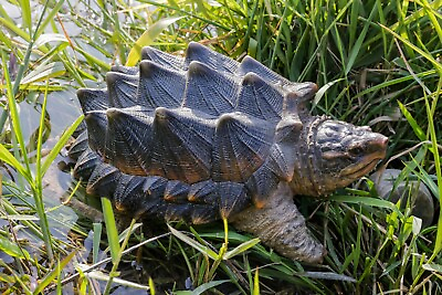 #ad 10quot; L Snapping Turtle Resin Garden Statue Garden Decor Backyard Display $54.71