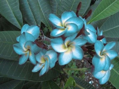 #ad 5 Blue White Plumeria Seeds Plants Flower Lei Hawaiian Perennial Flowers 200 $4.63