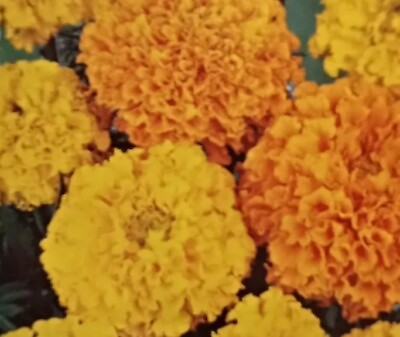 #ad 12 seed flower Marigold Fast Shippings Expéditions Rappide C $2.99