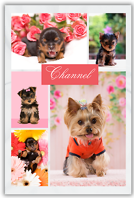 #ad Yorkie Multipicture Custom Dog Blanket Personalized Blanket 30x40 50x60 60x80 $39.99