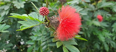 #ad 6#x27; Red Powderpuff Calliandra Tree Tropical Red Flowers Powder Puff #13 $99.95