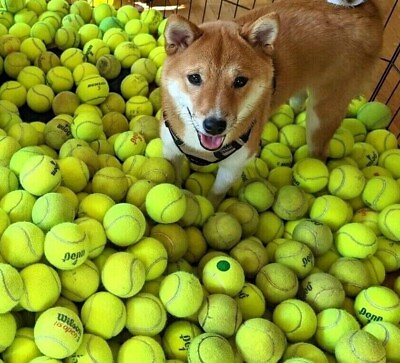 #ad #ad 100 LOW COST DOGGIE BALLS USED TENNIS BALLS FREE SHIPPING SAVE 10% $42.95