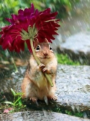 #ad #ad 5D Diamond Painting Squirrel in the Rain Kit $37.99