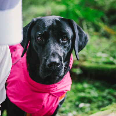 #ad Waterproof Warm Dog Sport Vest Size XL Color Pet Adjustable $17.23