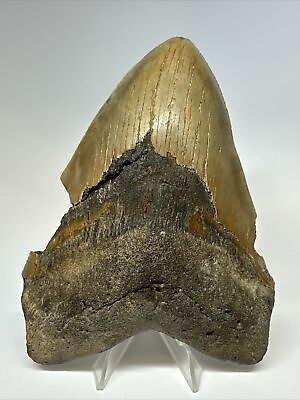 #ad Megalodon Shark Tooth 5.49” Big Authentic Fossil Natural 17134 $99.00