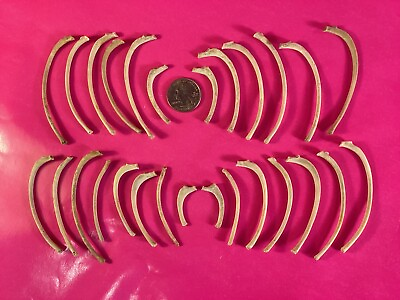 #ad Raccoon taxidermy Ribs 27 real bones degreased whitened jewelry crafts $13.99