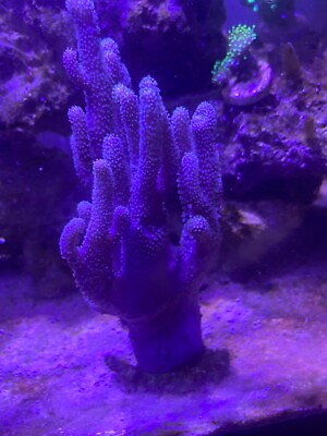 #ad Purple finger leather Coral Live Coral Frag 1 3” $24.00