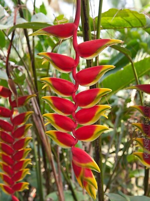 #ad HELICONIA ROSTRATA HANGING LOBSTER CLAW LIVE RHIZOME EXOTIC TROPICAL PLANT $12.00
